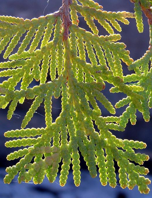 Thuja occidentalis (Northern white-cedar) (Arborvitae)