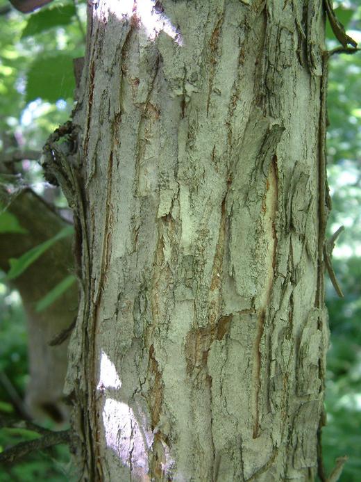 Ulmus americana Ulmus americana