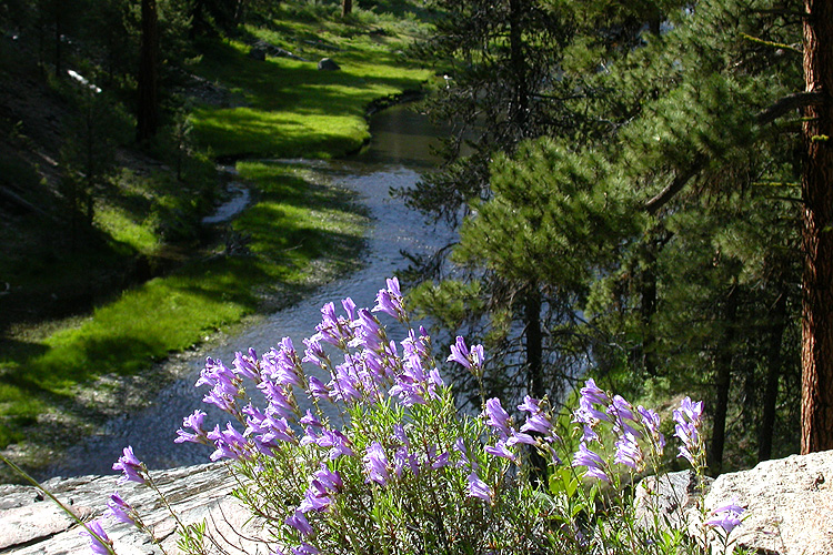 Penstemon fruticosus Penstemon fruticosus