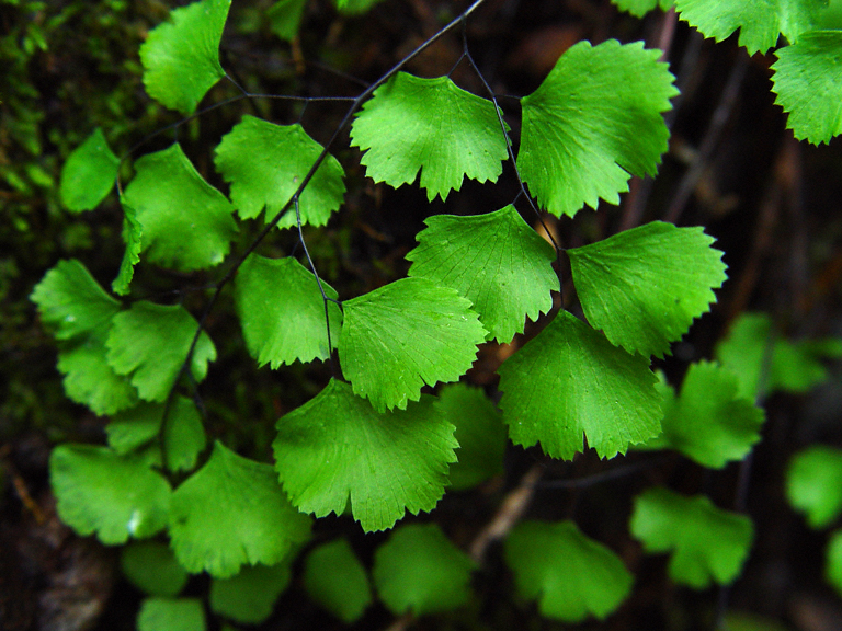 Adiantum jordanii Adiantum jordanii