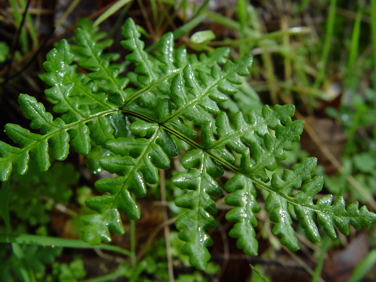 Pentagramma triangularis Pentagramma triangularis