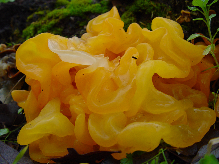 Tremella mesenterica Tremella mesenterica