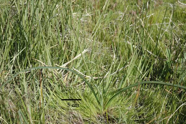 Calochortus striatus Calochortus striatus