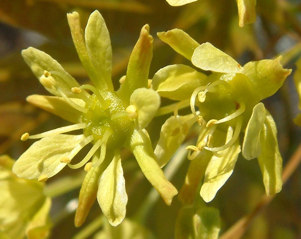 Acer platanoides Acer platanoides
