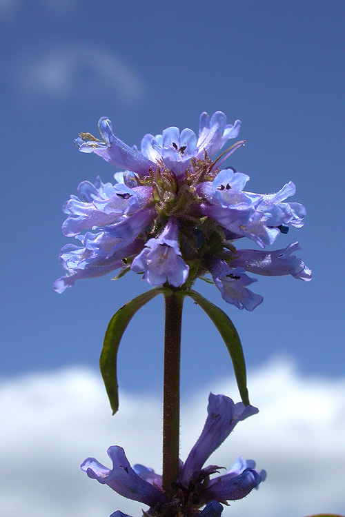 Penstemon attenuatus var. palustris
