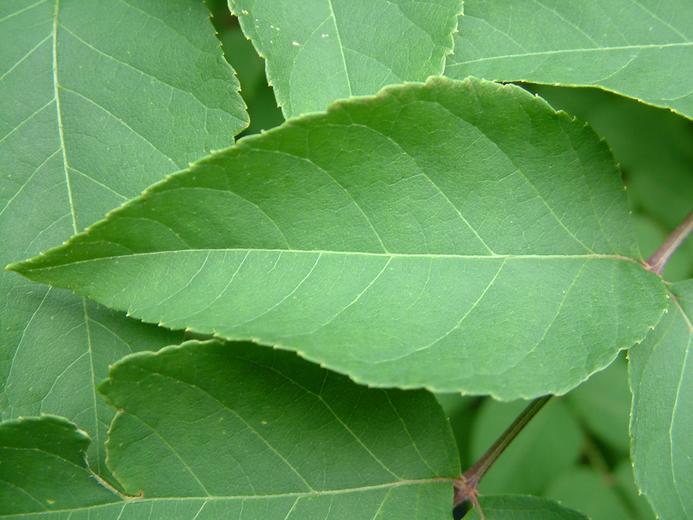 Aralia elata Aralia elata