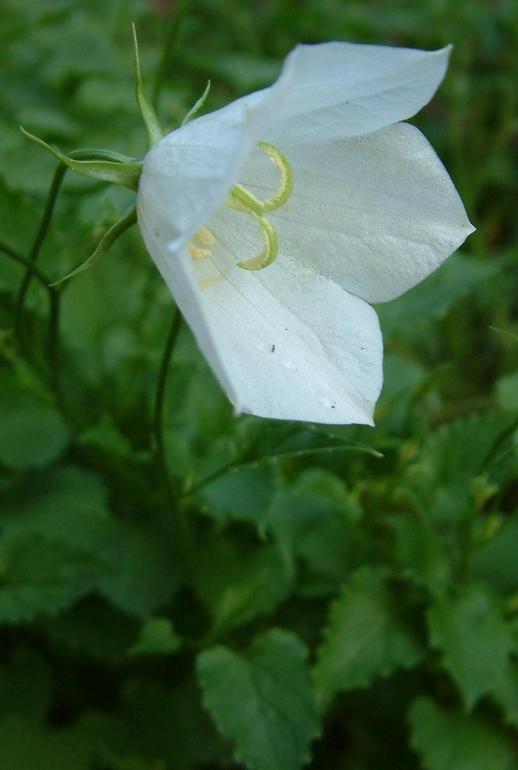 Campanula carpatica