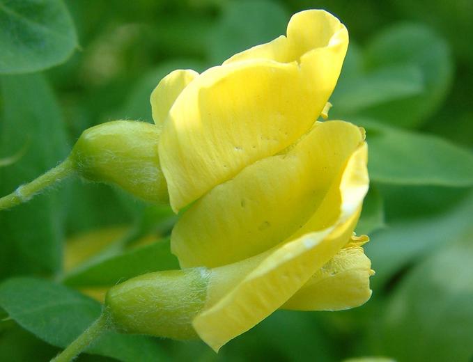 Caragana arborescens