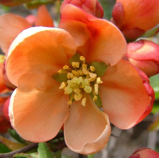 Chaenomeles japonica Chaenomeles japonica