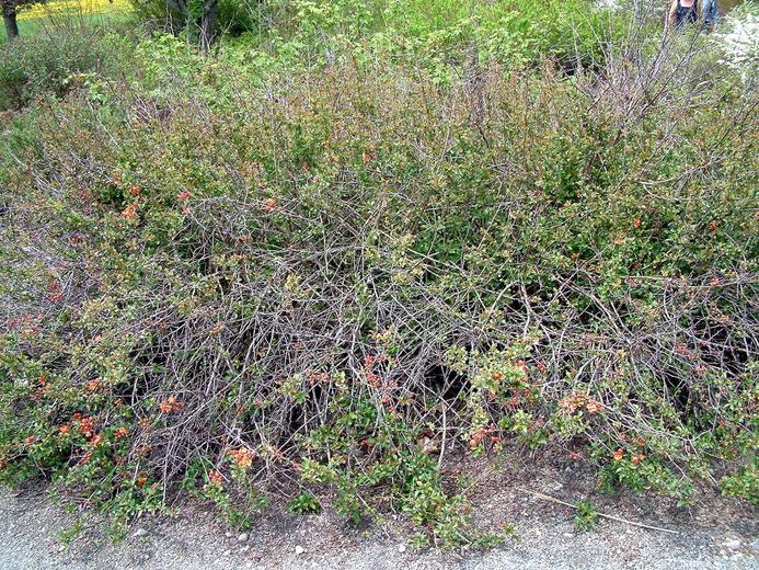 Chaenomeles japonica Chaenomeles japonica