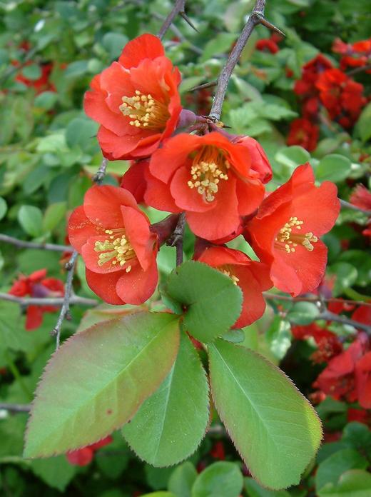 Chaenomeles japonica Chaenomeles japonica