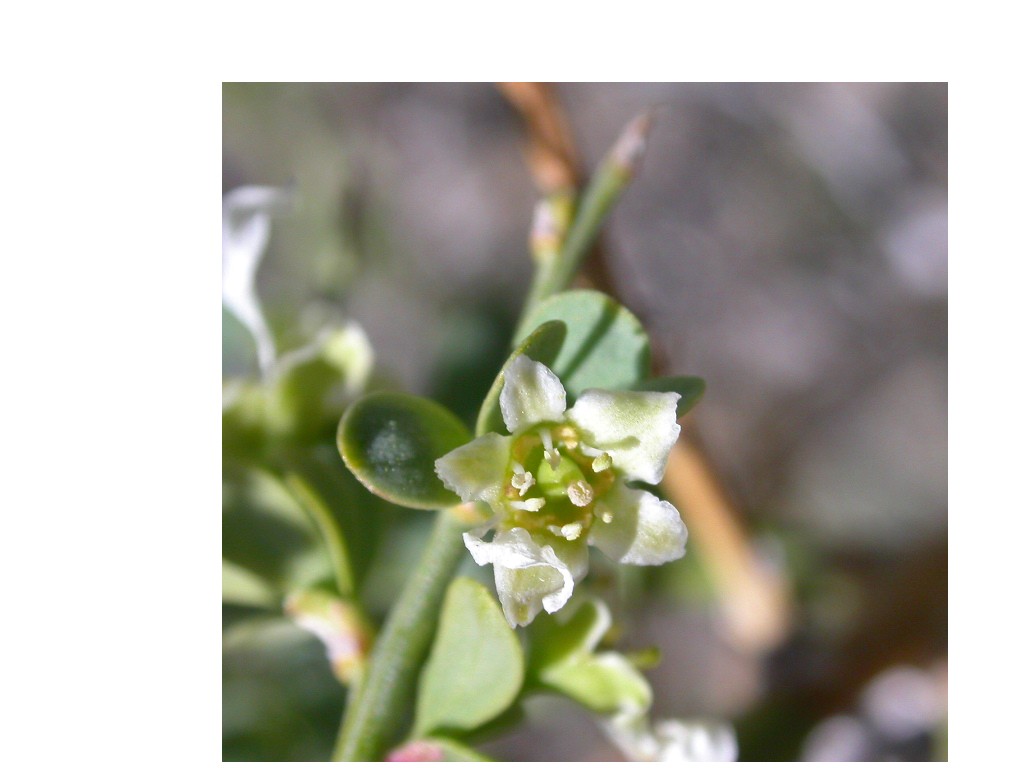 Glossopetalon spinescens Glossopetalon spinescens