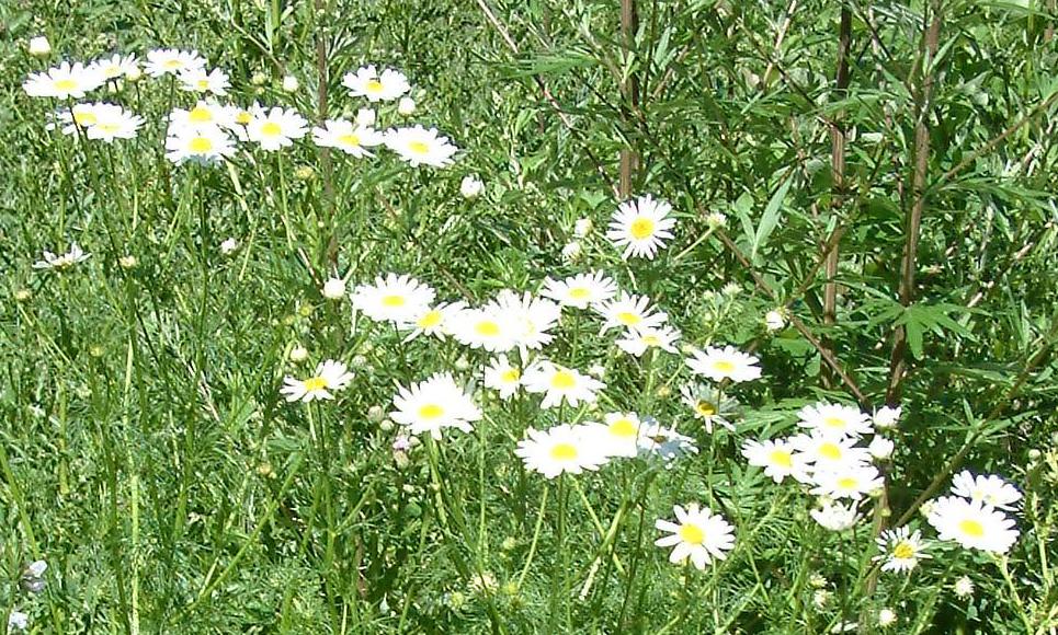 Matricaria chamomilla Matricaria chamomilla