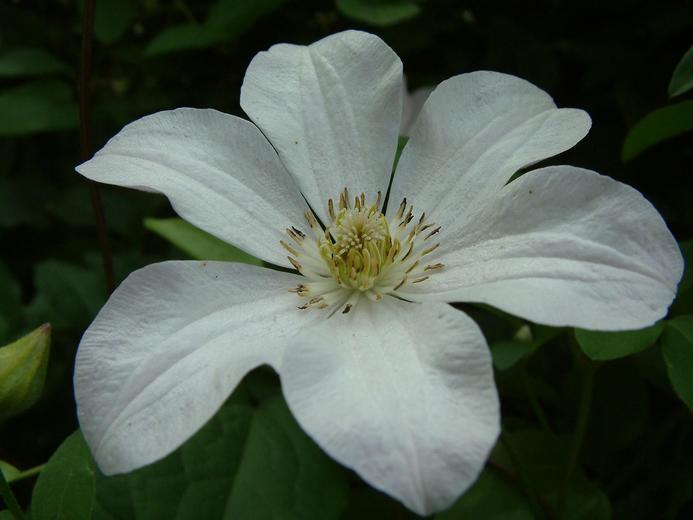Clematis sp.
