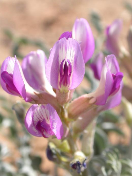 Astragalus amphioxys Astragalus amphioxys