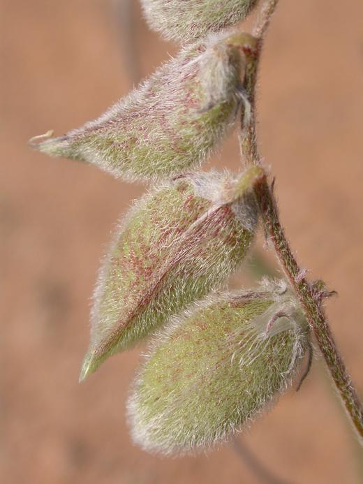 Astragalus sabulonum