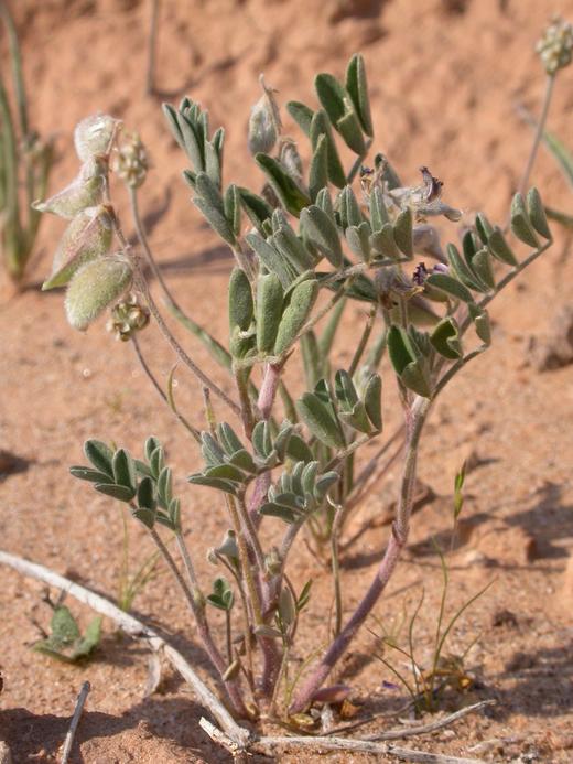 Astragalus sabulonum Astragalus sabulonum