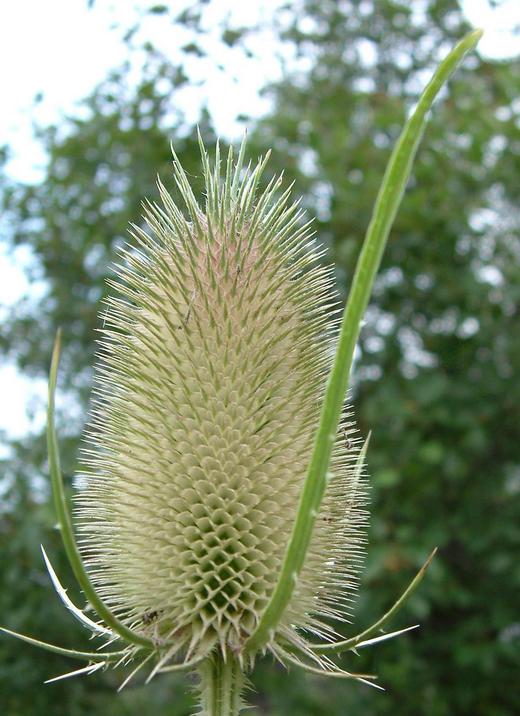 Dipsacus fullonum Dipsacus fullonum