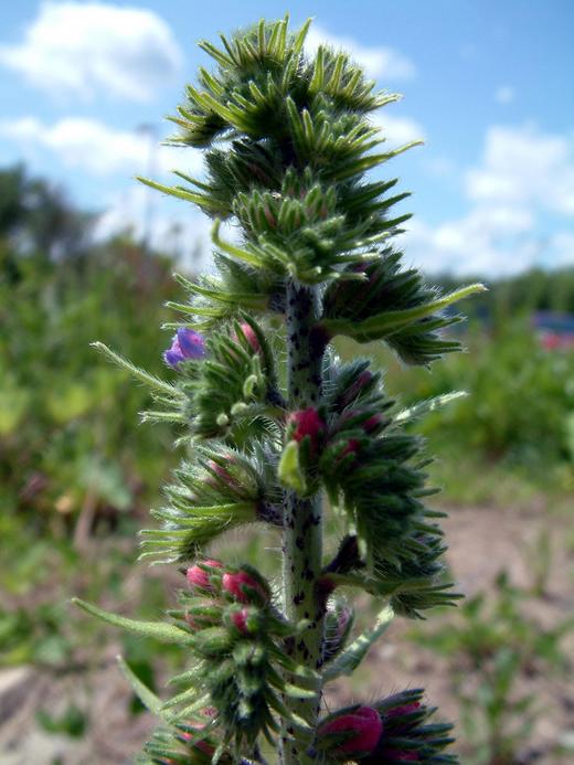 Echium vulgare