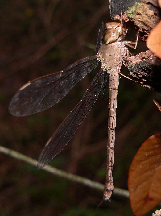 Gynacantha nervosa