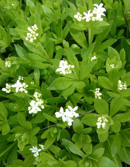 Galium odoratum Galium odoratum