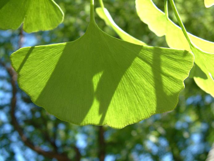 Ginkgo biloba Ginkgo biloba