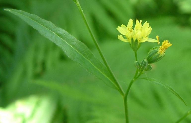 Lapsana communis Lapsana communis