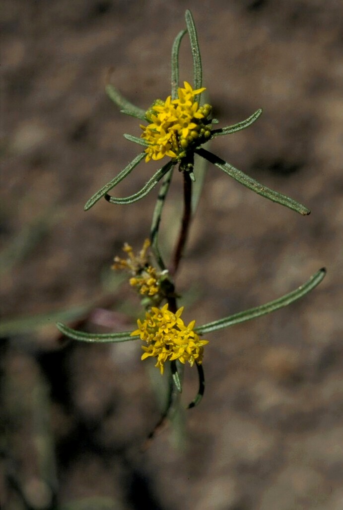 Orochaenactis thysanocarpha