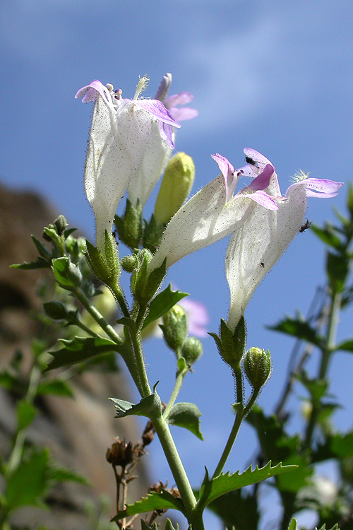 Penstemon richardsonii var. dentatus Penstemon richardsonii var. dentatus