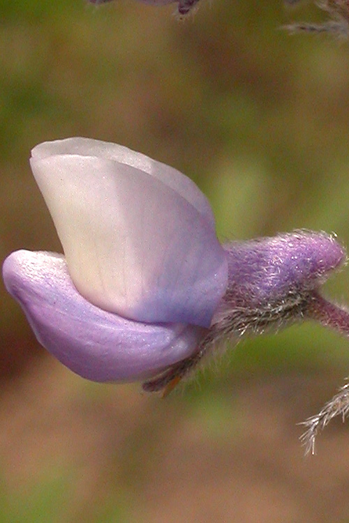 Lupinus arbustus ssp. calcaratus