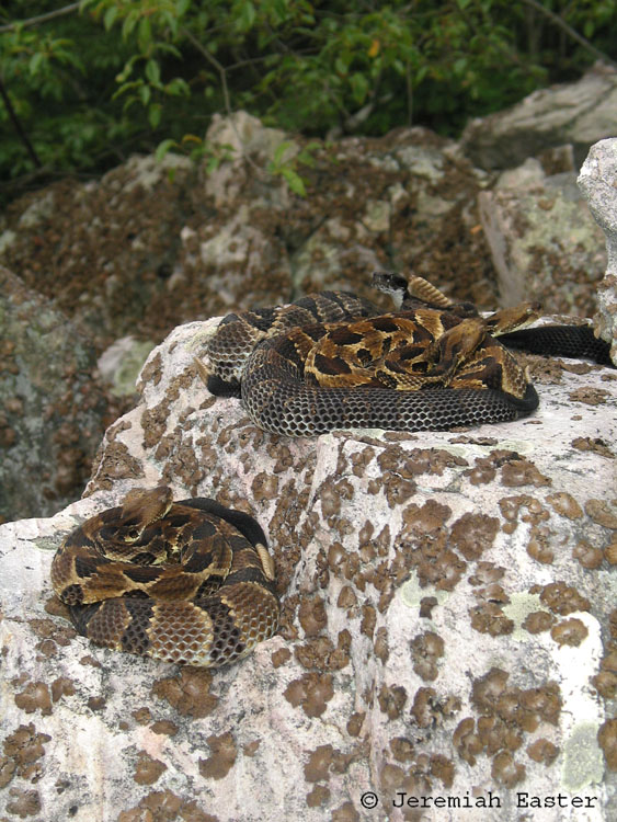 Crotalus horridus Crotalus horridus