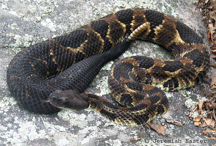 CalPhotos: Crotalus horridus; Timber Rattlesnake