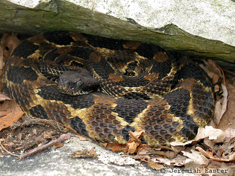 Crotalus horridus Crotalus horridus