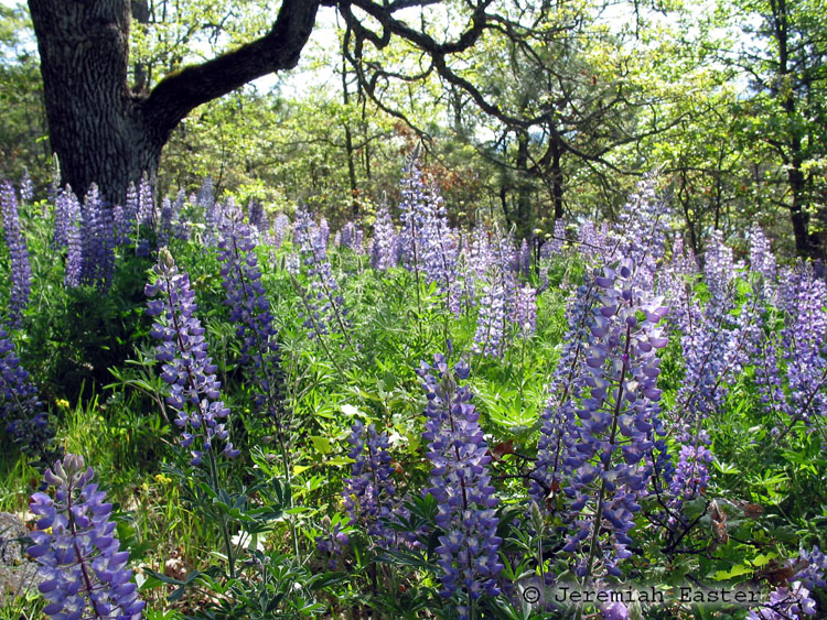Lupinus sp. Lupinus sp.
