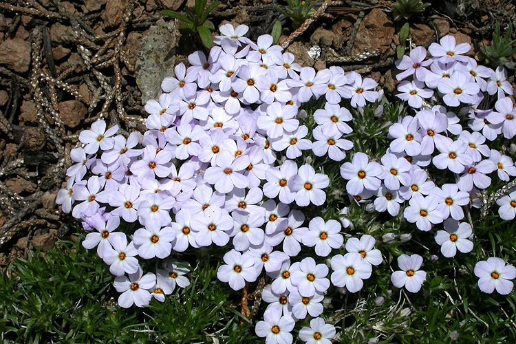 Phlox diffusa ssp. longistylis