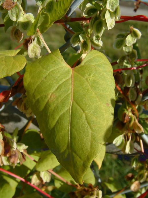Fallopia convolvulus Fallopia convolvulus