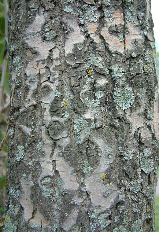 Populus simonii Populus simonii