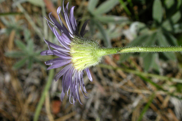 Erigeron acris ssp. acris Erigeron acris ssp. acris