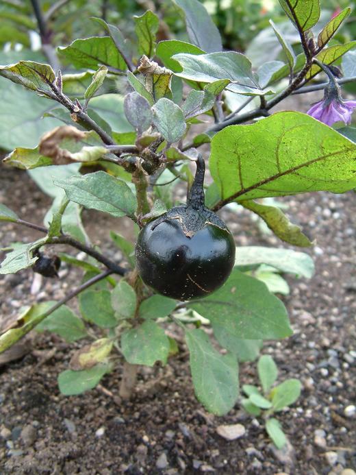 Solanum melongena Solanum melongena