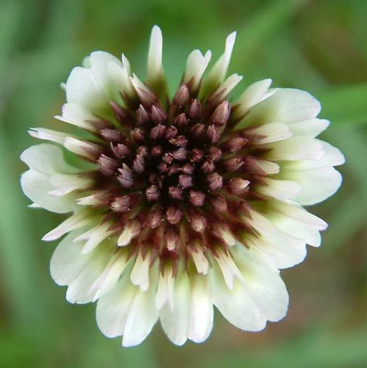 Trifolium repens Trifolium repens