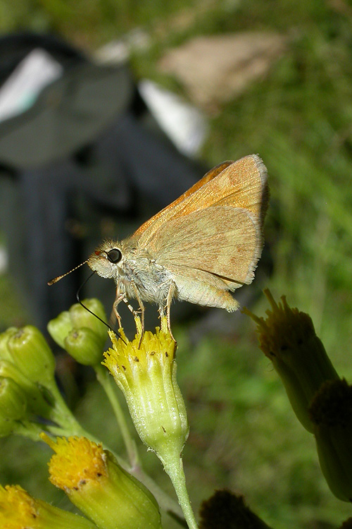 Ochlodes sylvanoides