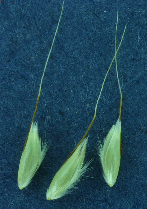 Deschampsia danthonioides Deschampsia danthonioides