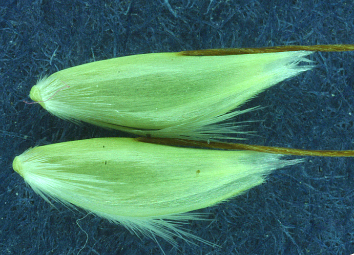 Deschampsia danthonioides Deschampsia danthonioides