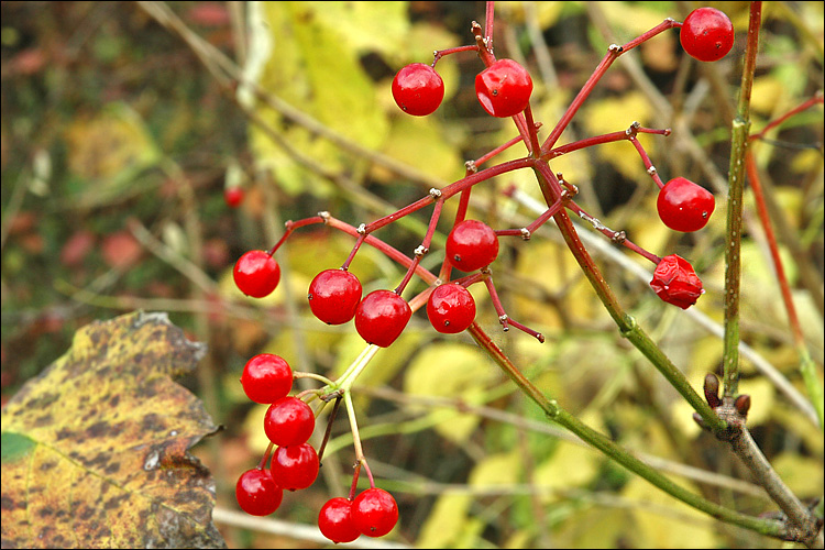 Viburnum opulus