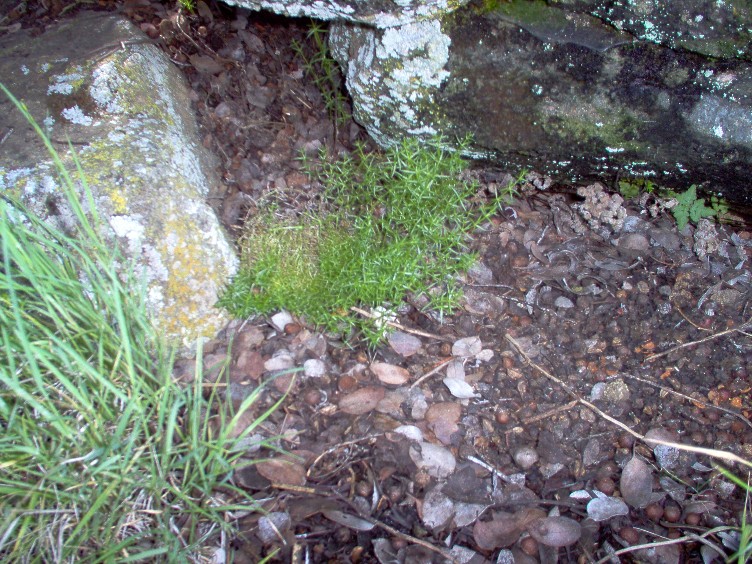 Galium andrewsii ssp. gatense Galium andrewsii ssp. gatense