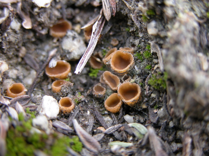 Aleuria aurantia