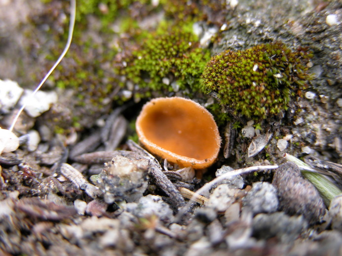 Aleuria aurantia