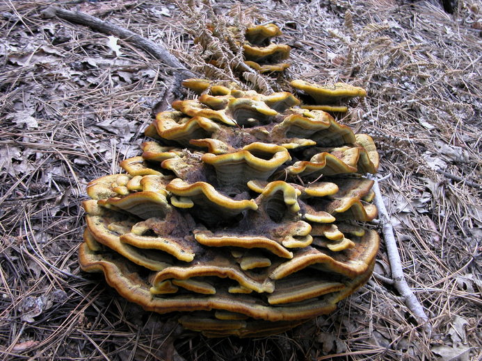 Phaeolus schweinitzii