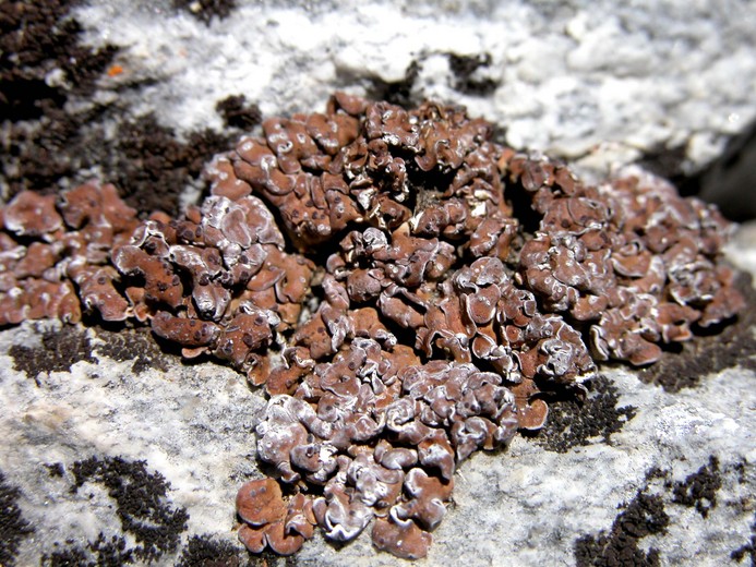 Psora tuckermanii