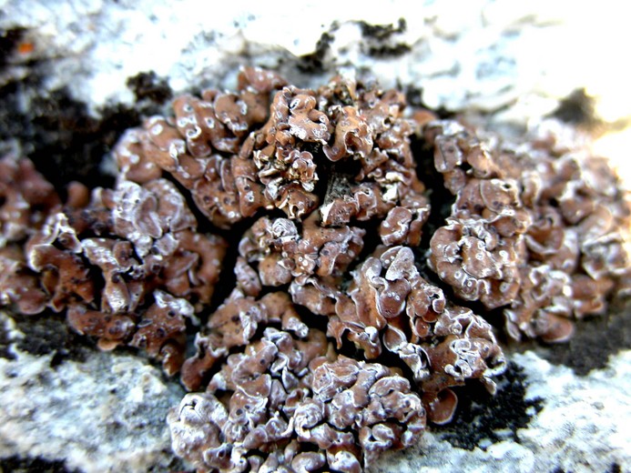 Psora tuckermanii